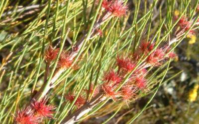 Native Shrubs for Noosa’s Coast Urban Gardens