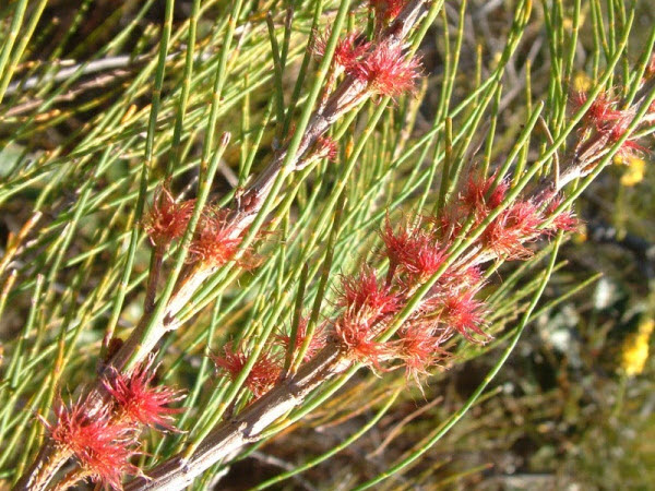 Native Shrubs for Noosa’s Coast Urban Gardens