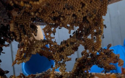 Native Stingless Bees