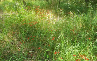 Weed Spotlight – Tropical Wild Petunia