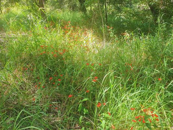 Weed Spotlight – Tropical Wild Petunia