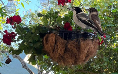 Butcher Birds