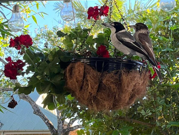 Butcher Birds
