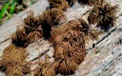 Chocolate Tube Slime Mold – Stemonitis splendens