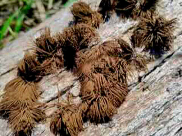 Chocolate Tube Slime Mold – Stemonitis splendens