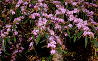 Twelve Native Shrubs well suited to Urban Gardens in Hinterland areas of Noosa