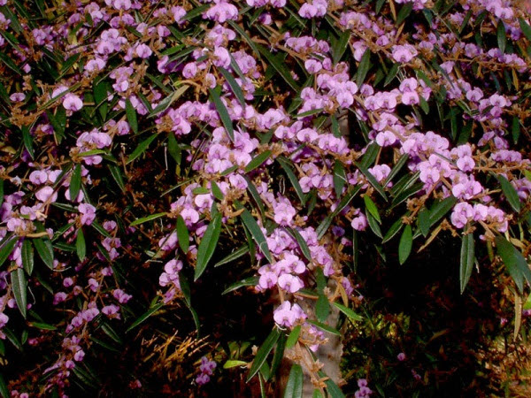 Twelve Native Shrubs well suited to Urban Gardens in Hinterland areas of Noosa
