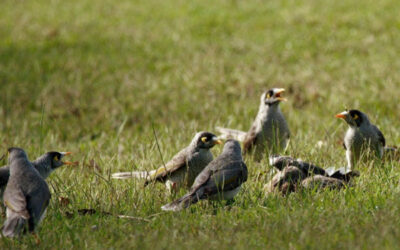 Beyond Noisy Miners: Native Plants for Diverse Birdlife