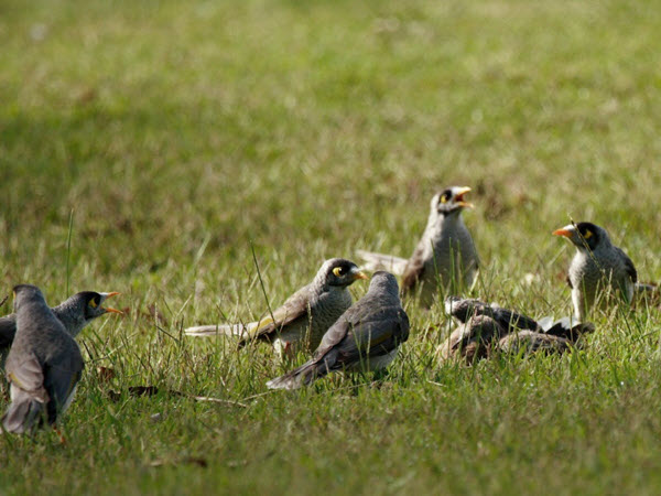 Beyond Noisy Miners: Native Plants for Diverse Birdlife