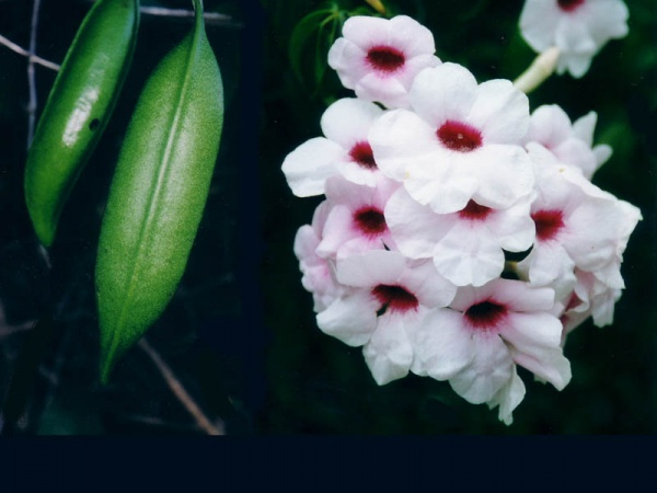 Native Wildlife Hedges