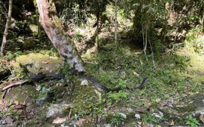 Coastal Carpet Python