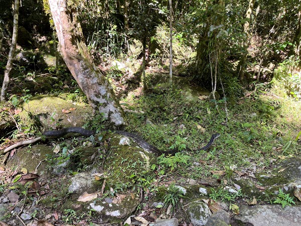 Coastal Carpet Python