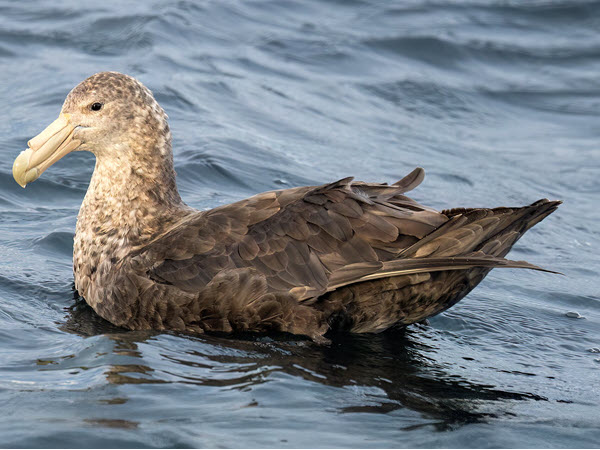 Avian Influenza Update