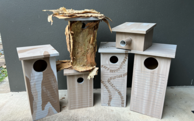 Nest Box Success – Squirrel Glider family makes a home