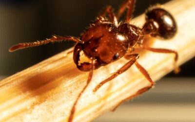 Fire Ants