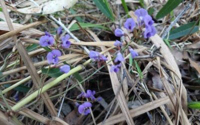 Winter Colour