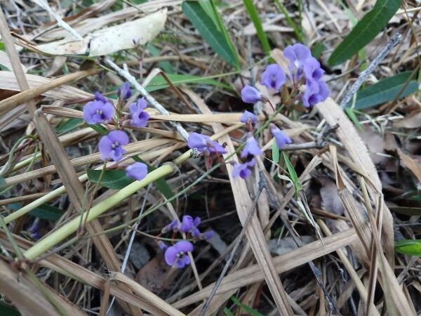 Winter Colour
