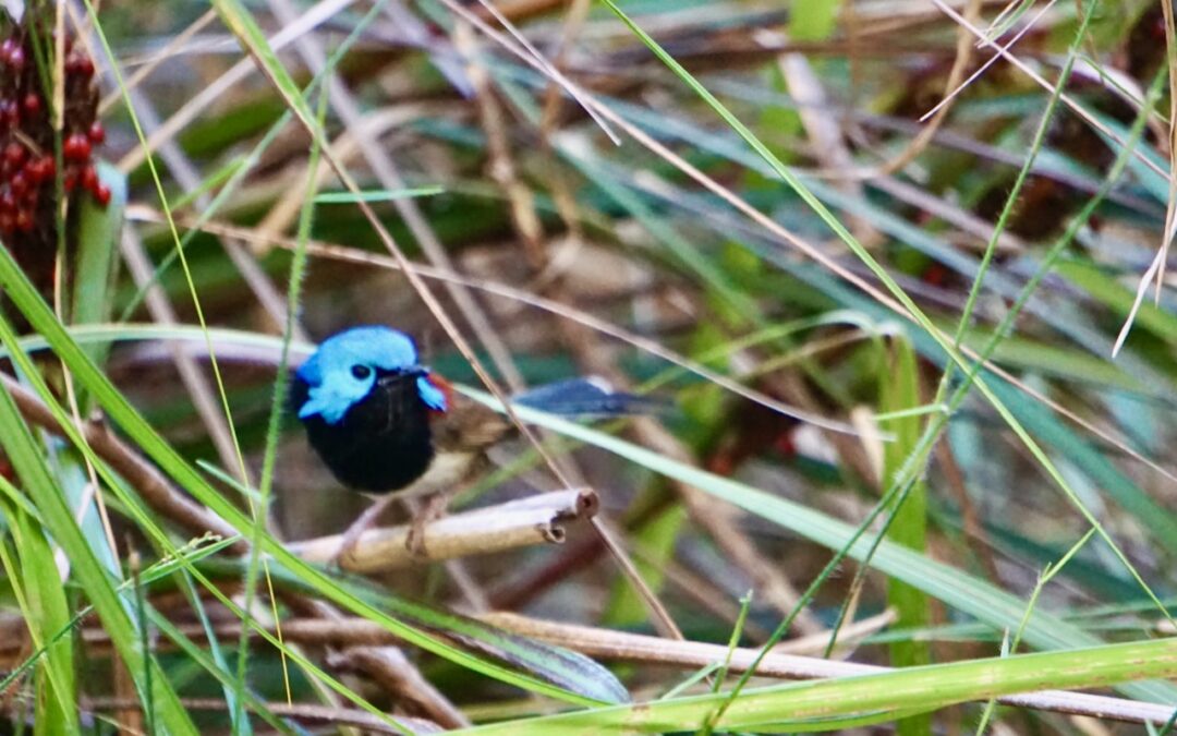 Fairy Wren Family – Spring in the Garden