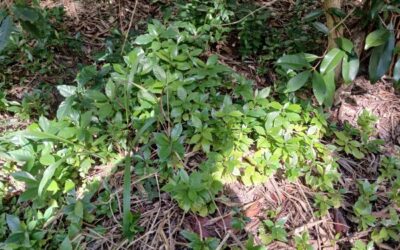 Spotlight on Weeds –  Coffee ( Coffea arabica)