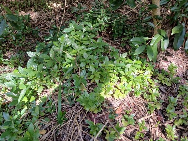 Spotlight on Weeds –  Coffee ( Coffea arabica)