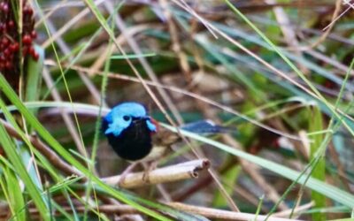 Fairy Wren Family – Spring in the Garden